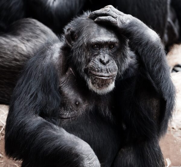 great ape