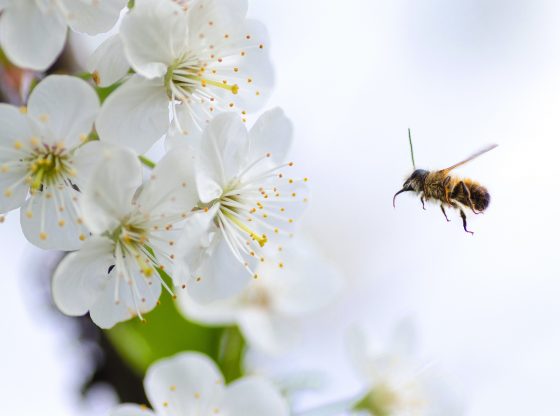 Biene (Lukas from Pexels)