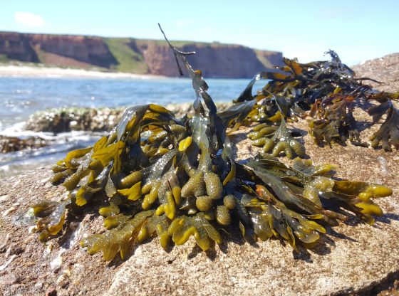 Braunalgen (M. Schultz-Johansen/Max-Planck-Institut für Marine Mikrobiologie)