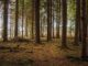 Baumsterben (Roman Averin on Unsplash)