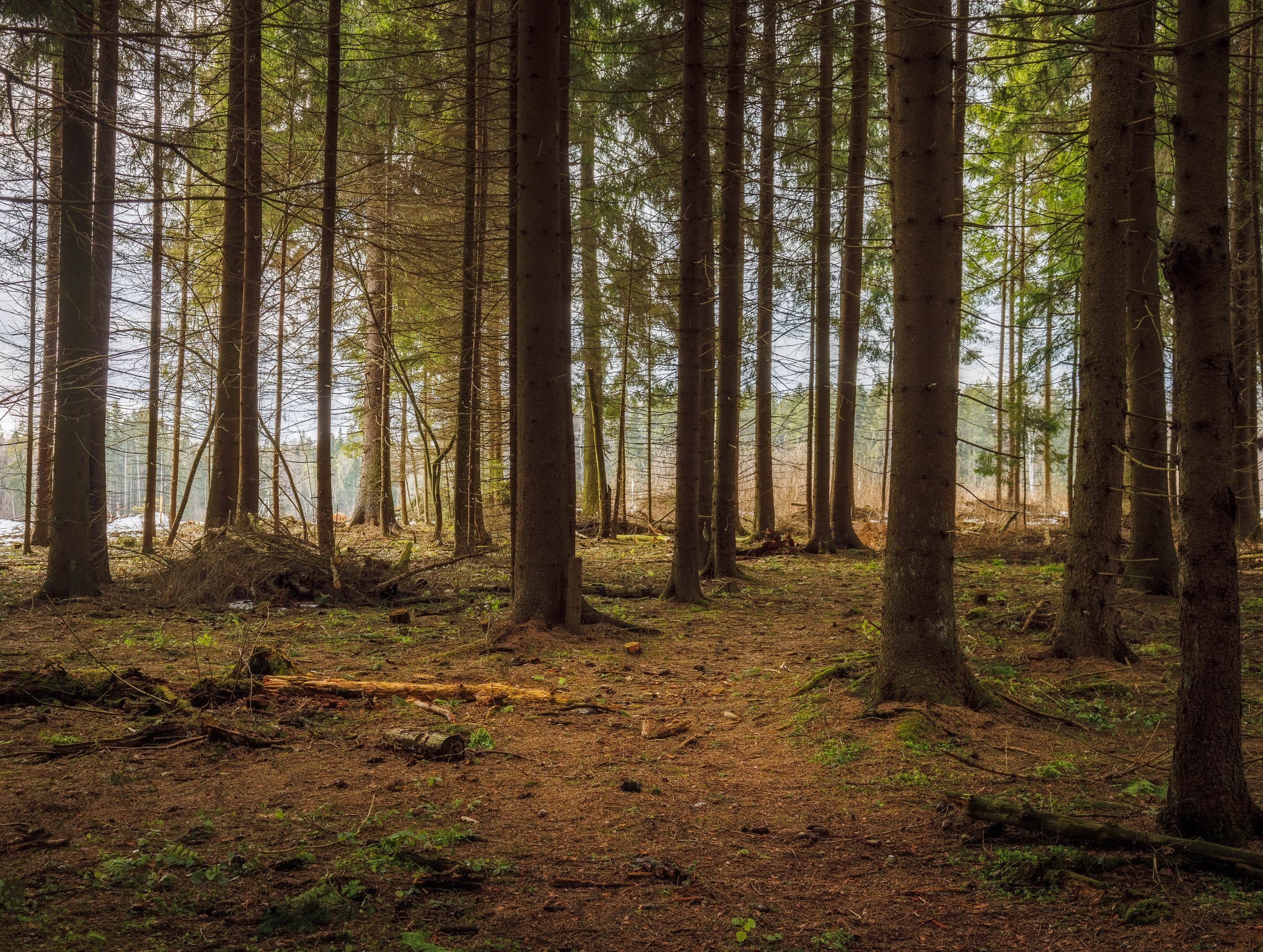 Baumsterben (Roman Averin on Unsplash)