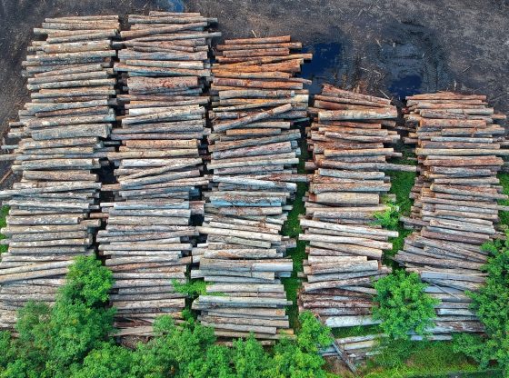 Abholzung (Pok Rie from Pexels)