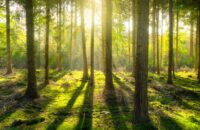 Wald (Skitterphoto)