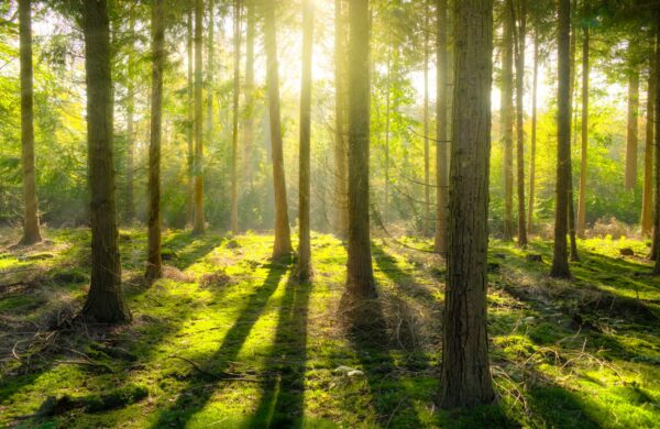 Wald (Skitterphoto)