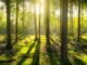 Wald (Skitterphoto)