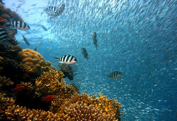 Fische (joakant from Pixabay)