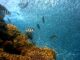 Fische (joakant from Pixabay)