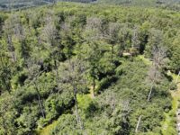 Abgestorbene Buchen im Forst der Universität Würzburg im Steigerwald, 2019 (Martin Wegmann/Universität Würzburg)