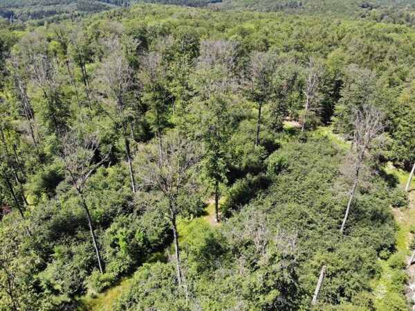 Abgestorbene Buchen im Forst der Universität Würzburg im Steigerwald, 2019 (Martin Wegmann/Universität Würzburg)