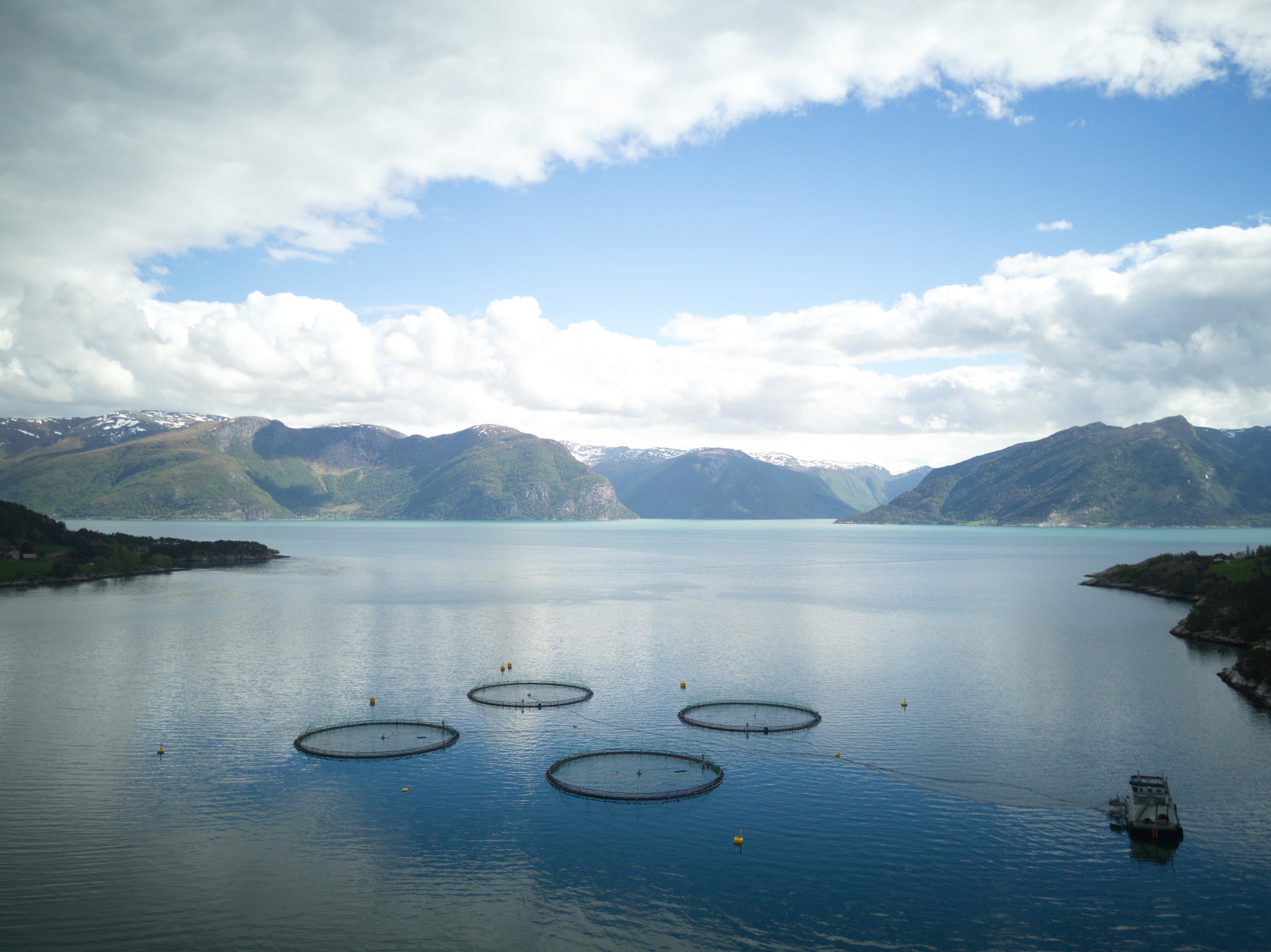 The new partnership between Atea, IBM, and Sjømatbedriftene will bring several seafood producers together to begin using blockchain (credit: Sjømatbedriftene)