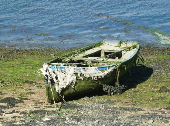 Algen (jacky73490 from Pixabay)