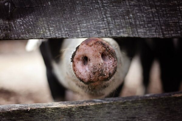 Schwein (Leah Kelley from Pexels)