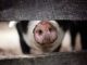 Schwein (Leah Kelley from Pexels)