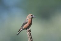 Kreuzschnabel (PublicDomainImages from Pixabay)