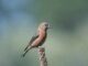 Kreuzschnabel (PublicDomainImages from Pixabay)