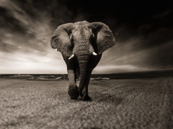 Elephant (Christine Sponchia from Pixabay)