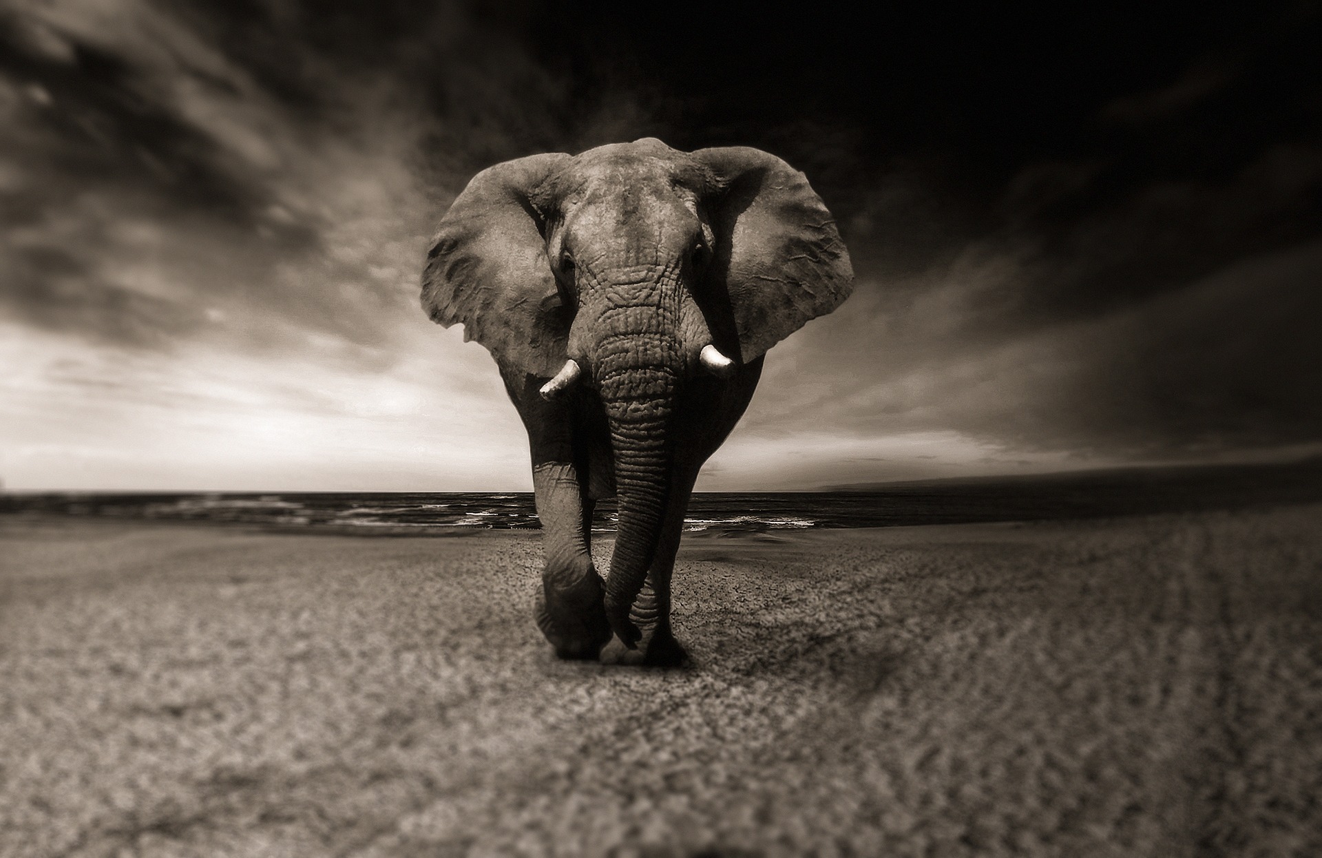 Elephant (Christine Sponchia from Pixabay)