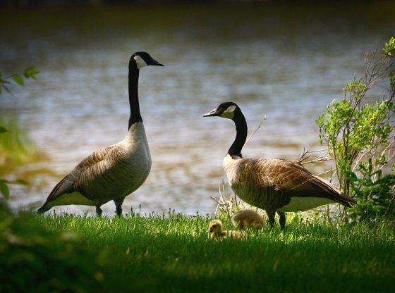 Biodiversität (Alain Audet from Pixabay)