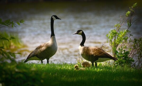 Biodiversität (Alain Audet from Pixabay)