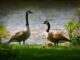 Biodiversität (Alain Audet from Pixabay)