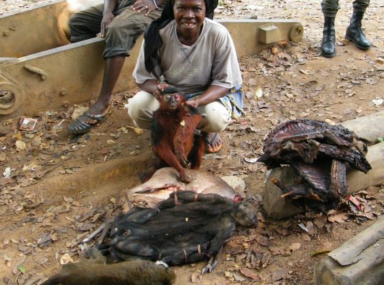 Wildtiere (Wild Chimpanzee Foundation)