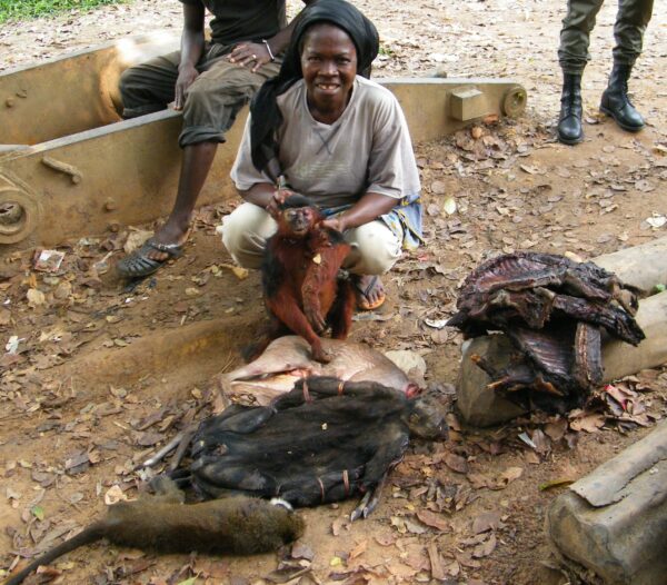 Wildtiere (Wild Chimpanzee Foundation)