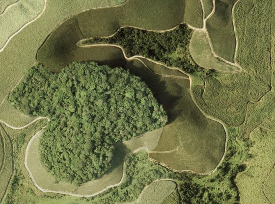 Luftaufnahme eines Waldstückes im brasilianischen atlantischen Regenwald, der von Zuckerrohr umgeben ist. (Mateus Dantas de Paula)