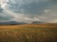 Regional auftretende Missernten sind häufig das Ergebnis einer Kombination verschiedener Wetterphänomene: Das zeigt eine aktuelle Studie unter Leitung des ZALF (Pixabay)