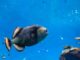 Fish (Jimmy Chan from Pexels)