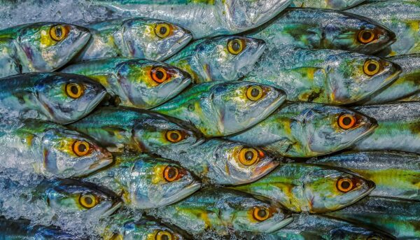 Fisch (shahir shah on Unsplash)
