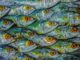 Fisch (shahir shah on Unsplash)