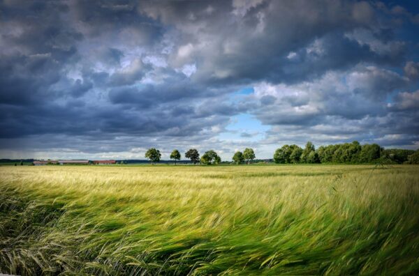 Getreideernte (Albrecht Fietz from Pixabay)