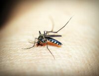 mosquito (41330 from Pixabay)