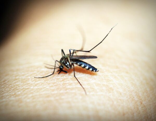 mosquito (41330 from Pixabay)