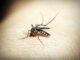 mosquito (41330 from Pixabay)