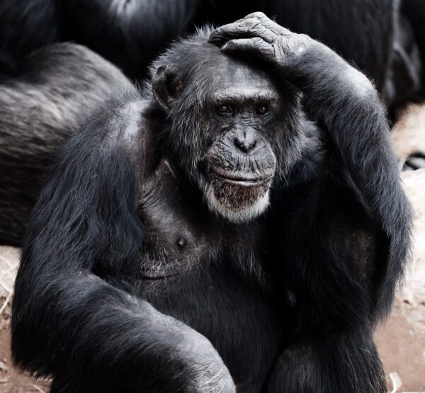 chimpanzees (Public Domain Pictures)