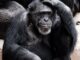 chimpanzees (Public Domain Pictures)