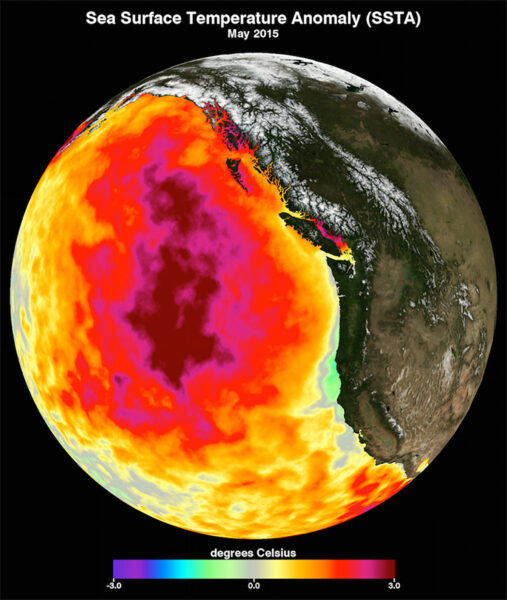 Monatliche Durchschnittstemperatur der Meeresoberfläche für Mai 2015 (Courtesy NASA Physical Oceanography Distributed Active Archive Center)