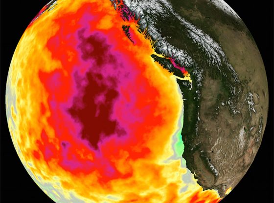 Monatliche Durchschnittstemperatur der Meeresoberfläche für Mai 2015 (Courtesy NASA Physical Oceanography Distributed Active Archive Center)