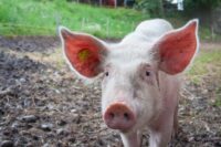 Schwein (mali maeder from Pexels)