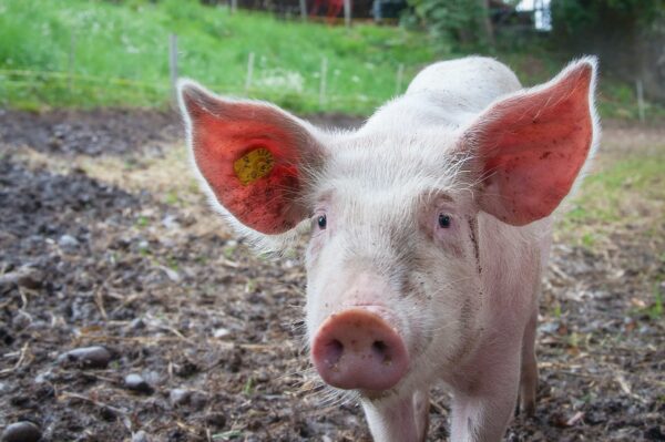 Schwein (mali maeder from Pexels)