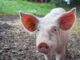 Schwein (mali maeder from Pexels)