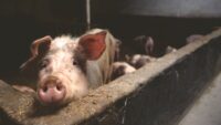 Schwein (Matthias Zomer from Pexels)