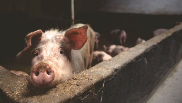 Schwein (Matthias Zomer from Pexels)