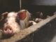 Schwein (Matthias Zomer from Pexels)