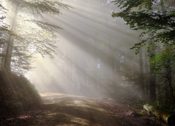 Schwarzwald (Couleur from Pixabay)