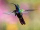 Tierwelt (Pexels from Pixabay)