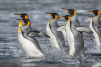 Königspinguine (Ryan R. Reisinger, CEBC)