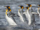 Königspinguine (Ryan R. Reisinger, CEBC)