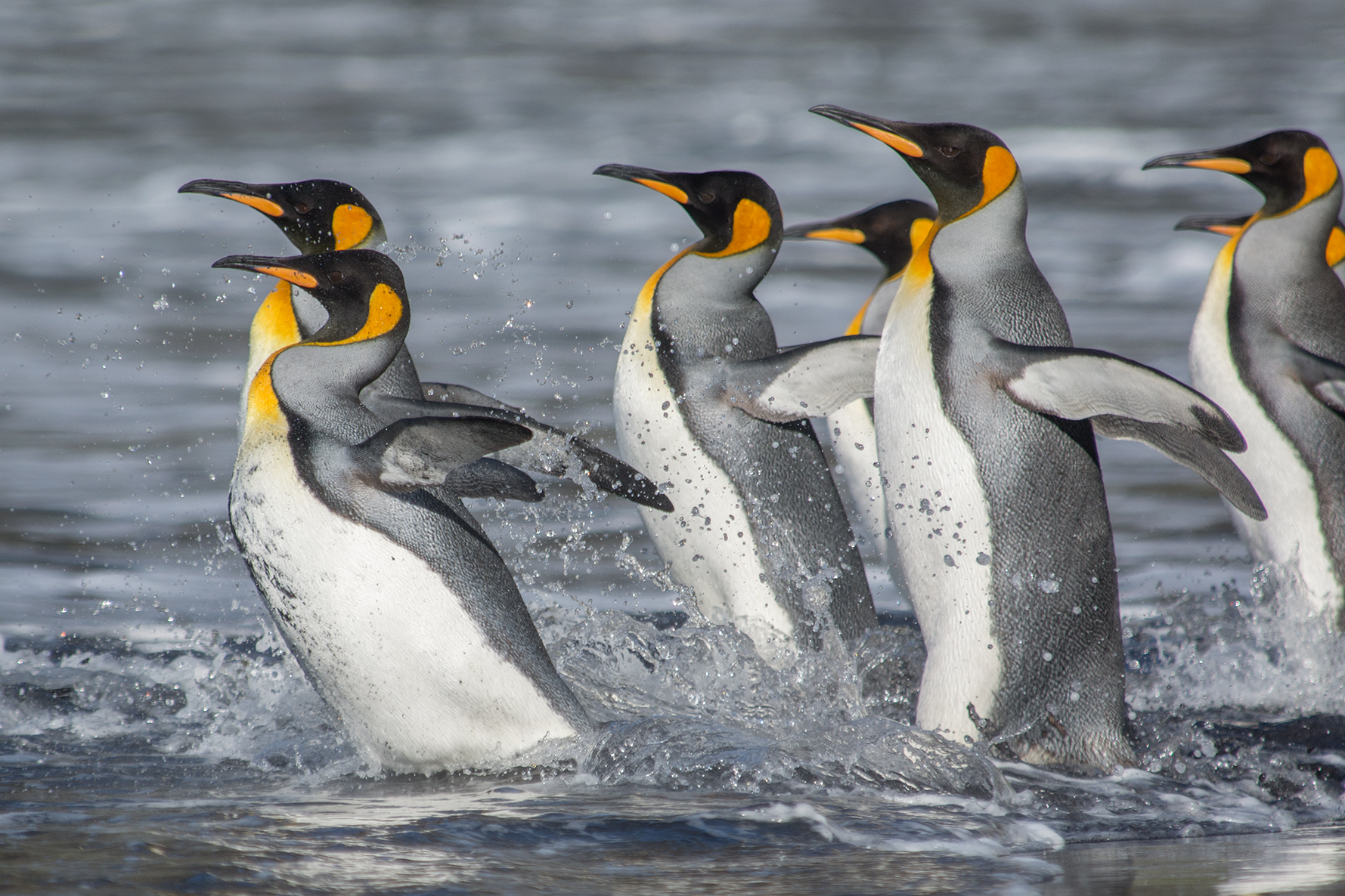 Königspinguine (Ryan R. Reisinger, CEBC)